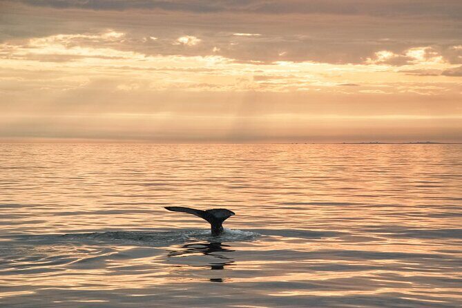 Whale Watching in Husavik - Whale Museum add-on: 20% off makes it a smarter day