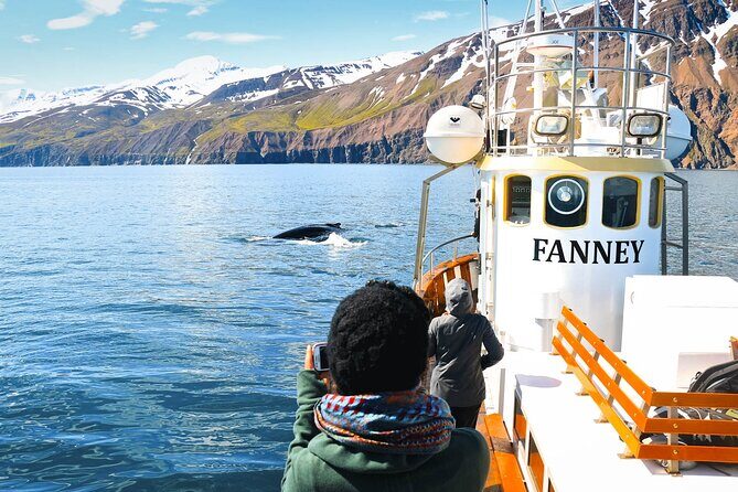 Whale Watching in Husavik - What you can actually see in Skjálfandi Bay