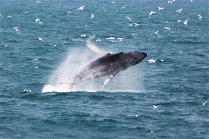 Whale Watching Tour with Professional Guide from Reykjavik - Key things I’d pay attention to