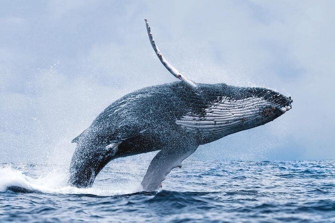 Whale Watching Tour with Professional Guide from Reykjavik - Faxaflói Bay: The “Why Here?” Behind Reykjavik Whale Watching