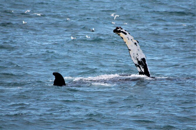 Whale Watching Tour with Professional Guide from Reykjavik - What You’ll Actually See in Faxaflói Bay (Whales, Dolphins, and More)