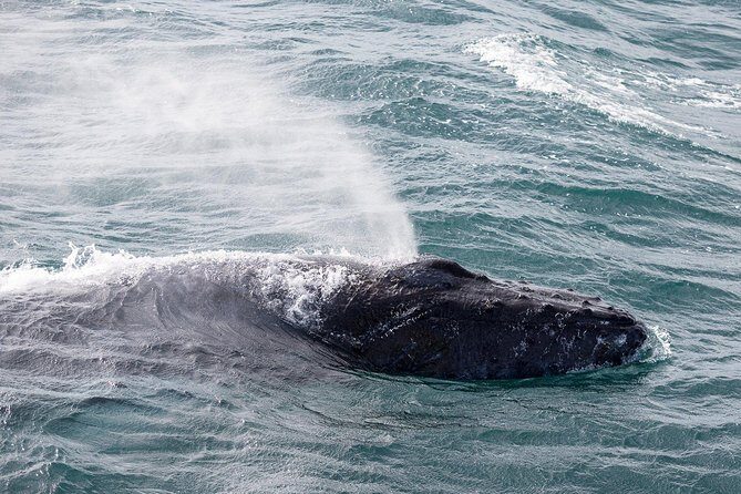 Whale Watching Tour with Professional Guide from Reykjavik - The Scenery Parts You Might Miss on Other Tours