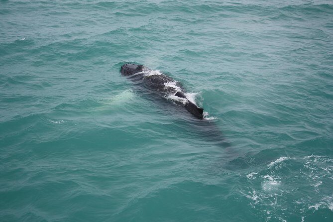 Whale Watching Tour with Professional Guide from Reykjavik - Seasickness, Cold Weather, and Timing Tips That Save Your Mood
