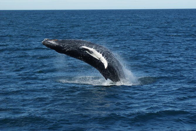 Whale Watching Tour with Professional Guide from Reykjavik - What Makes the Price Feel Reasonable (and When It Might Not)
