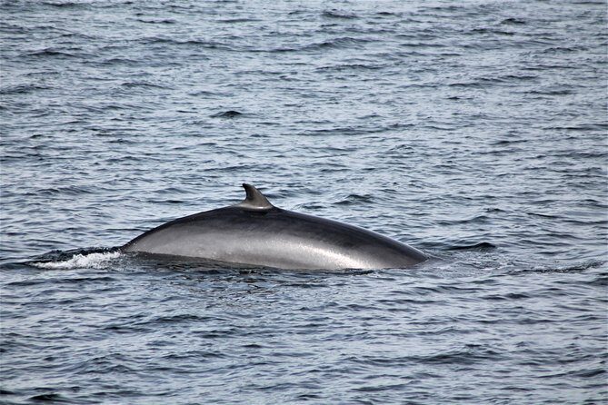 Whale Watching Tour with Professional Guide from Reykjavik - The Free Return Ticket: Your Safety Net in a Luck-Based Activity
