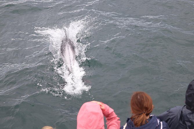 Whale Watching Tour with Professional Guide from Reykjavik - The Boat-Comfort Package: Overalls, Heated Cabins, and WiFi That Actually Helps